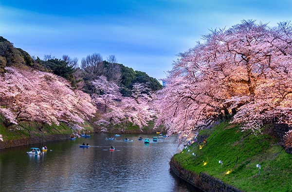 Kievit Scientific_cherry-blossoms Kievit Scientific Cherry blossoms