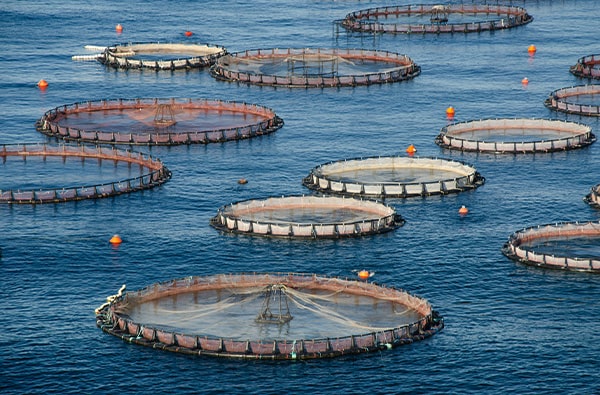 Kievit Scientific_fish farming Kievit Scientific Fish farming